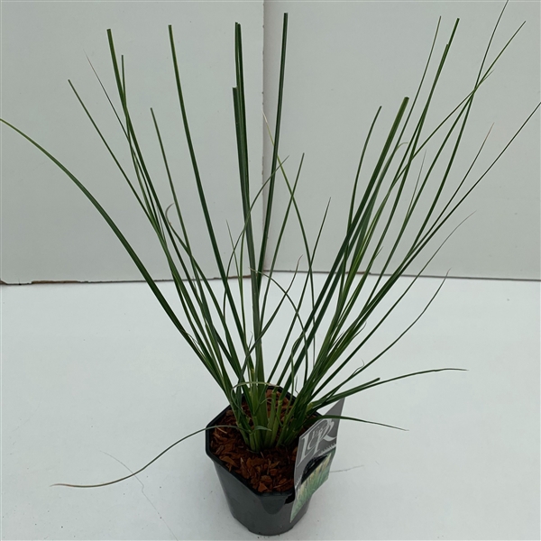 <h4>Graminées Cortaderia sell. 'Mini Pampas'</h4>