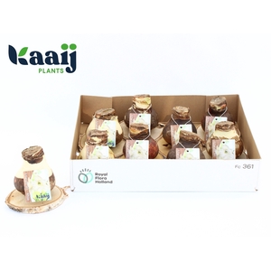 Bloembol Hippeastrum