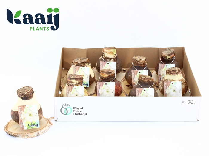 <h4>Bloembol Hippeastrum</h4>