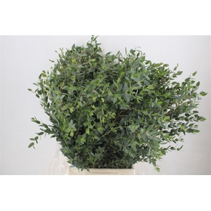 Euca Parvifolia 300gr P Bunch