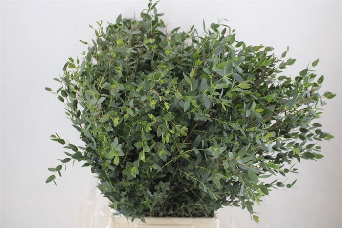 <h4>Euca Parvifolia 300gr P Bunch</h4>