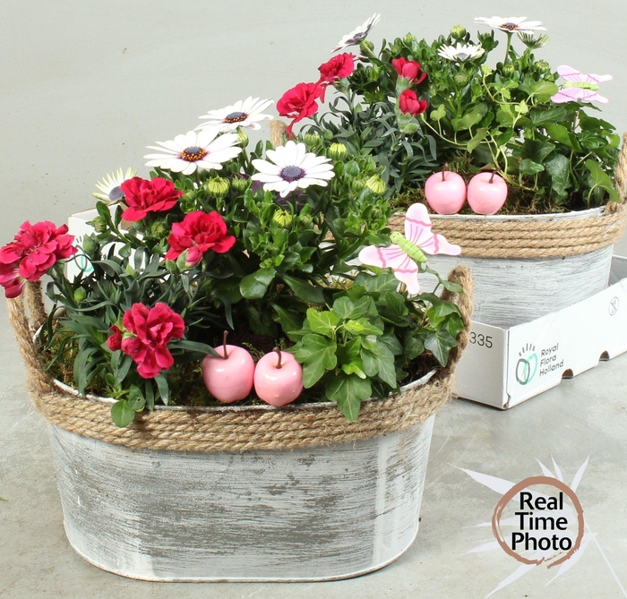 <h4>ARR TUINPLANTEN</h4>