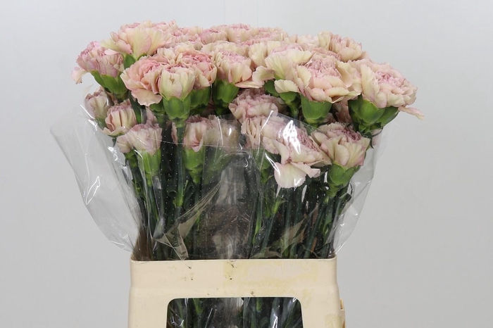 <h4>Dianthus St Creola</h4>