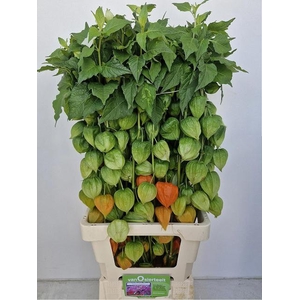 PHYSALIS LAMPION TAK