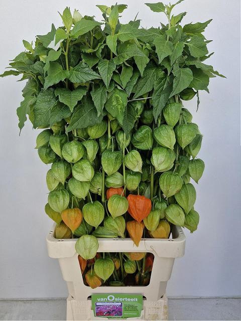 <h4>PHYSALIS LAMPION TAK</h4>