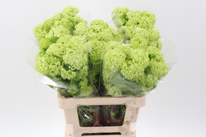 <h4>Viburnum Roseum St 2 Bal</h4>