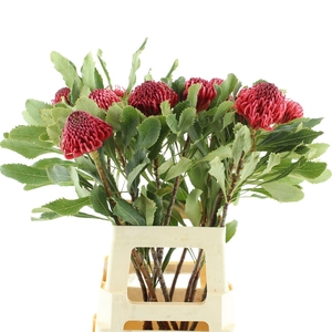 WARATAH MEDIUM