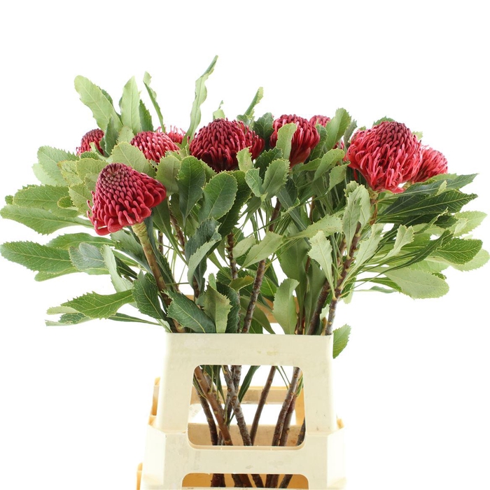 <h4>WARATAH MEDIUM</h4>