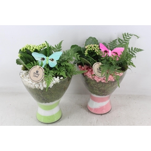 arr2 PL - Glas diabolo - roze/wit