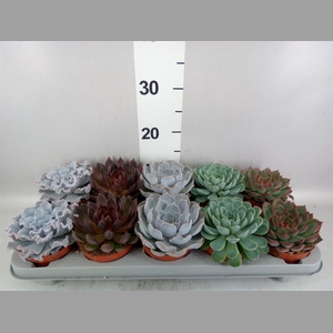 Echeveria   ...mix