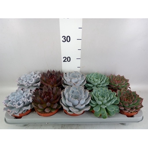 Echeveria   ...mix