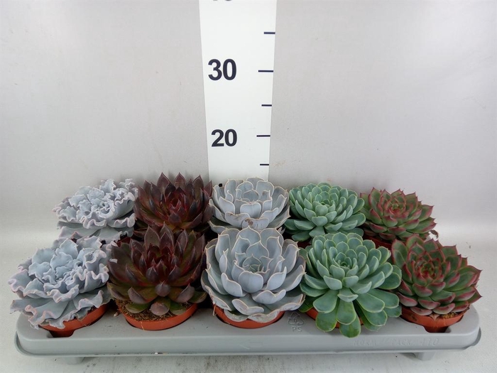 <h4>Echeveria   ...mix</h4>