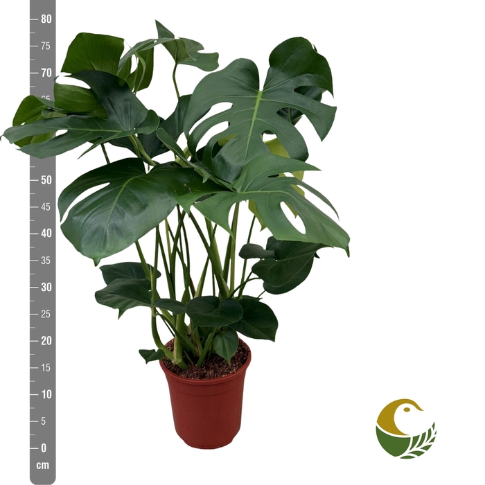 <h4>MONSTERA DELICIOSA</h4>