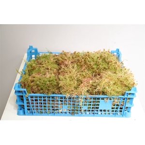 Mos Sphagnum ( Kist )