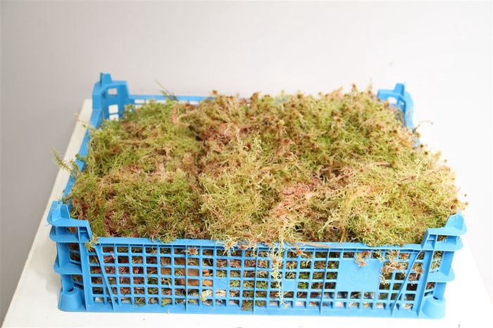 Mos Sphagnum