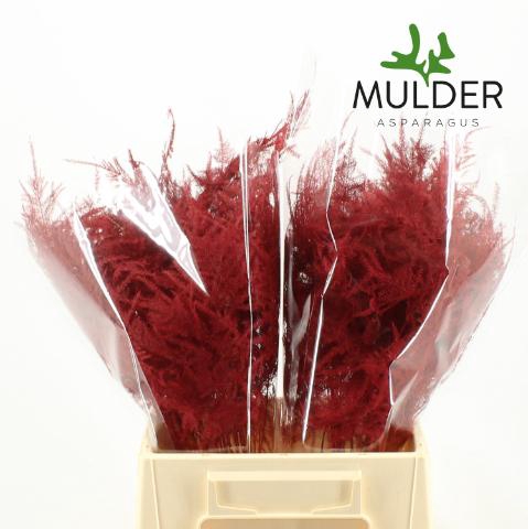 <h4>Asp Klb H% 1e Veren Red</h4>