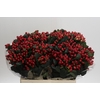 Hypericum True Romance