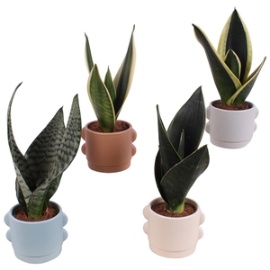 Sansevieria mix Ø09cm in Ø13cm Ceramic SE496