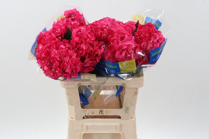 <h4>Hydr Raspberry Select</h4>