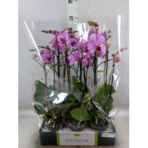 Phalaenopsis   ...rose