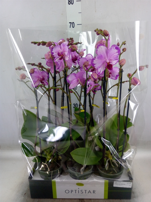 <h4>Phalaenopsis   ...rose</h4>