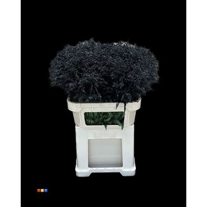 Solidago Black 80cm