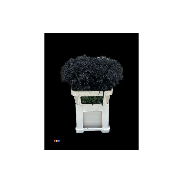 <h4>Solidago Black 80cm</h4>