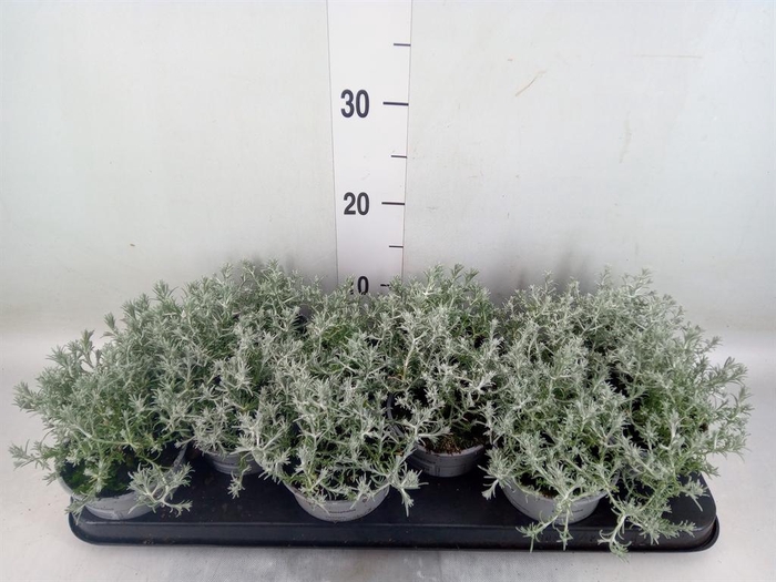 <h4>Leucophyta brownii</h4>