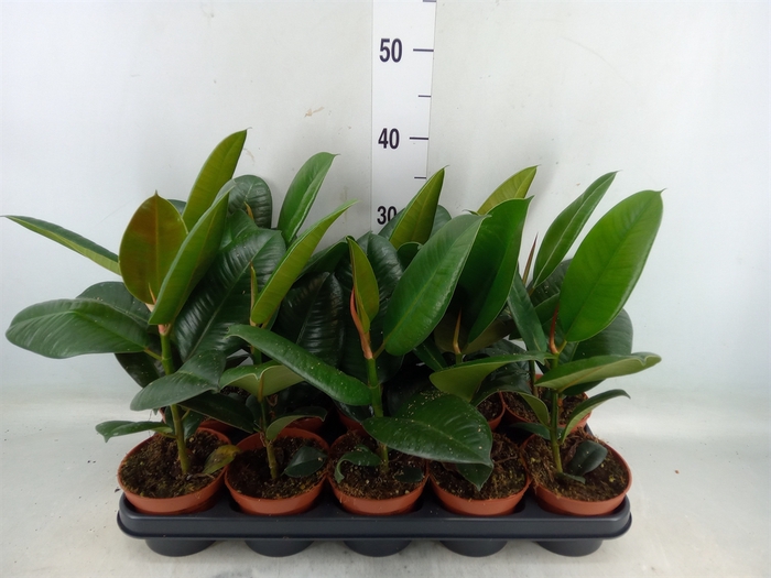 <h4>Ficus elastica 'Robusta'</h4>