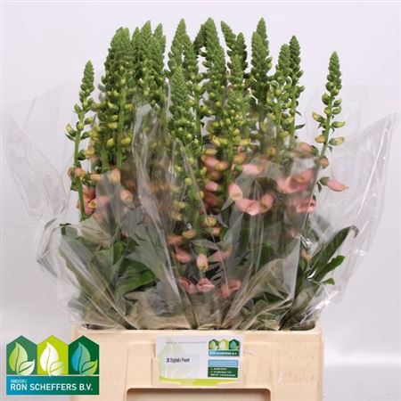 <h4>Digi Purpurea Zalm</h4>