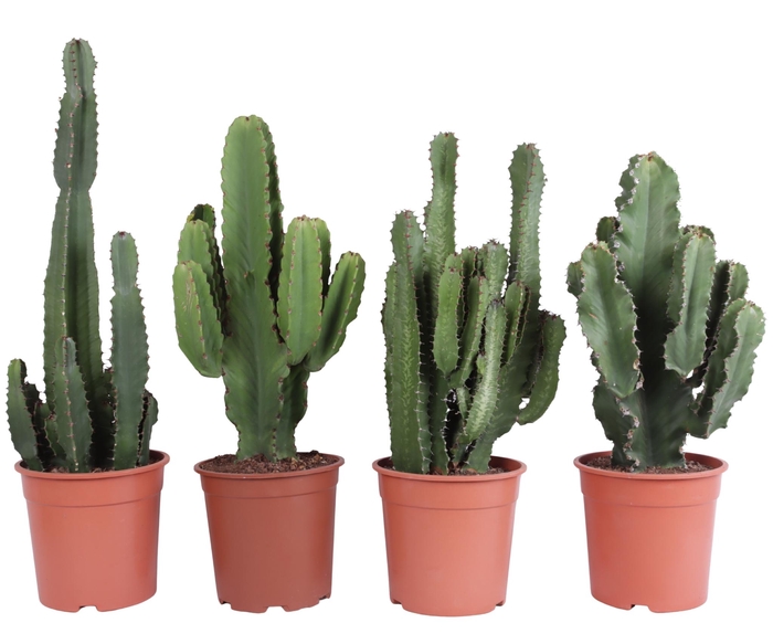 <h4>Euphorbia mix 24 cm</h4>