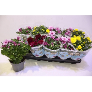 arr8 Chrys Gevuldbl Gem