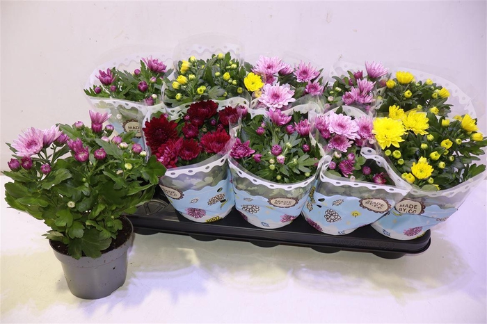 <h4>arr8 Chrys Gevuldbl Gem</h4>