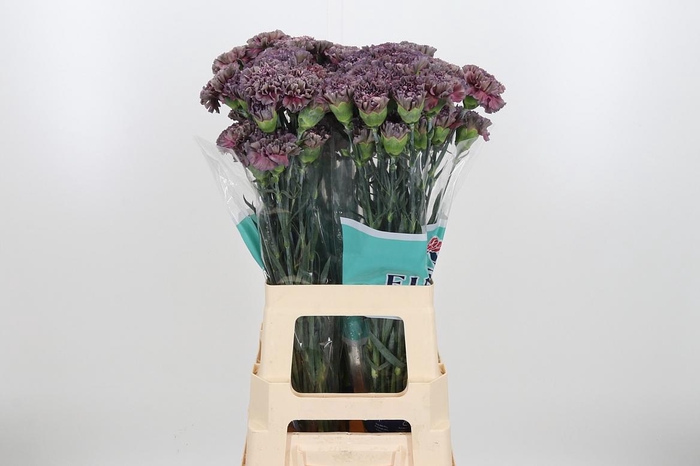 <h4>Di St Opium Thrill</h4>