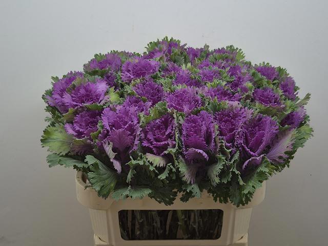 <h4>BRASS ALTAIR</h4>