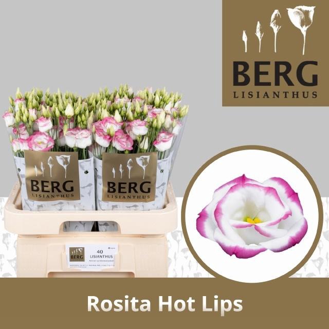 <h4>EUS G ROSI HOT LIPS</h4>