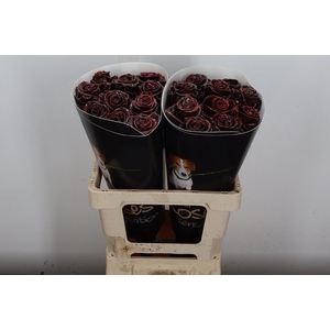 R Ov Wx Choco W14
