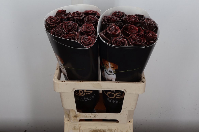 <h4>R Ov Wx Choco W14</h4>