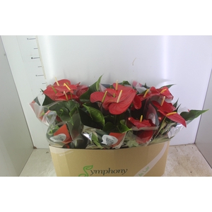 ANTHURIUM QUERIDA P15