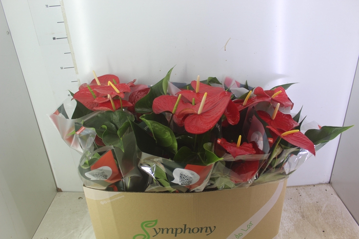 <h4>ANTHURIUM QUERIDA P15</h4>