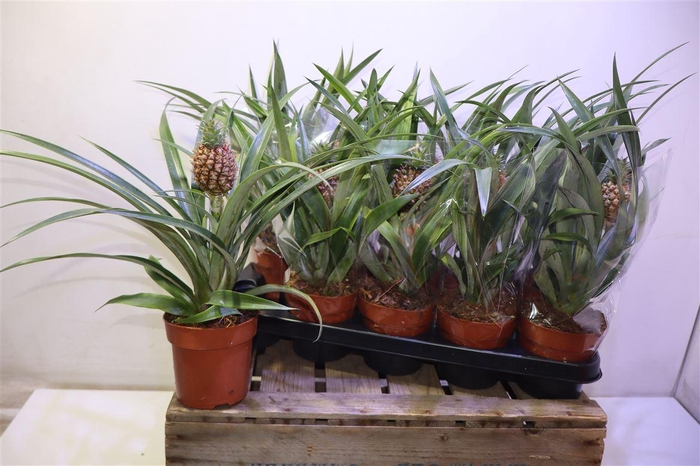 <h4>arr8 Ananas Rosita</h4>