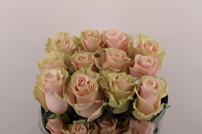 <h4>R Gr Pink Mondial</h4>