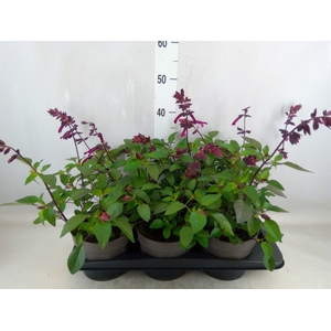 Salvia   ...
