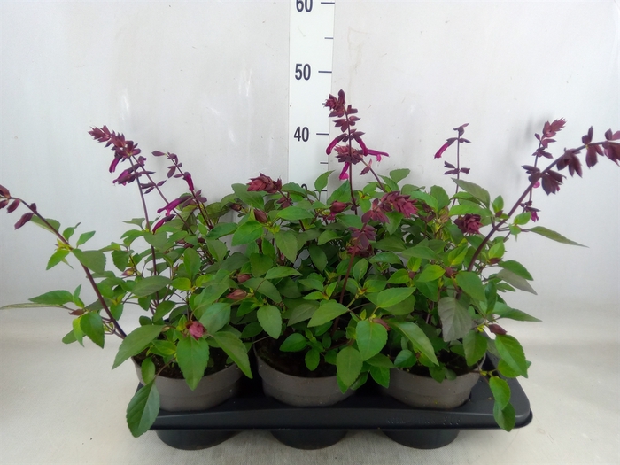 <h4>Salvia   ...</h4>