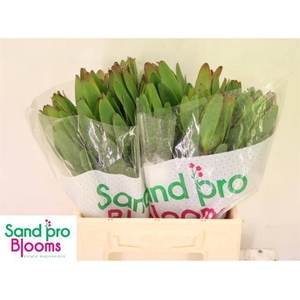 LEUCAD SAF GOLDSTRIK