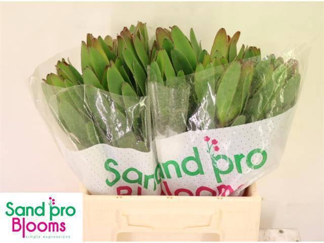 <h4>LEUCAD SAF GOLDSTRIK</h4>