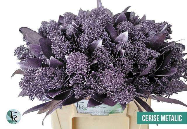 <h4>Skimmia paint milka</h4>