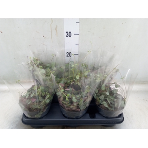 Ceropegia woodii ssp. woodii
