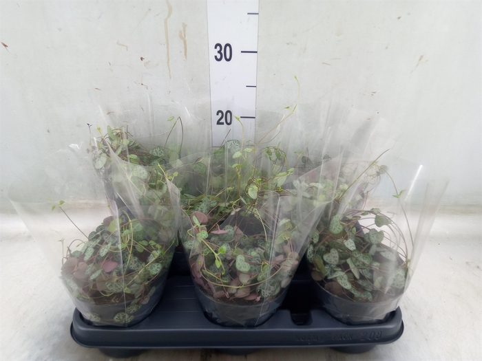 <h4>Ceropegia woodii ssp. woodii</h4>