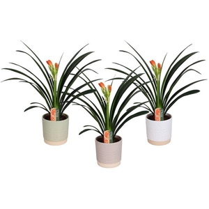 Clivia miniata in Julia keramiek